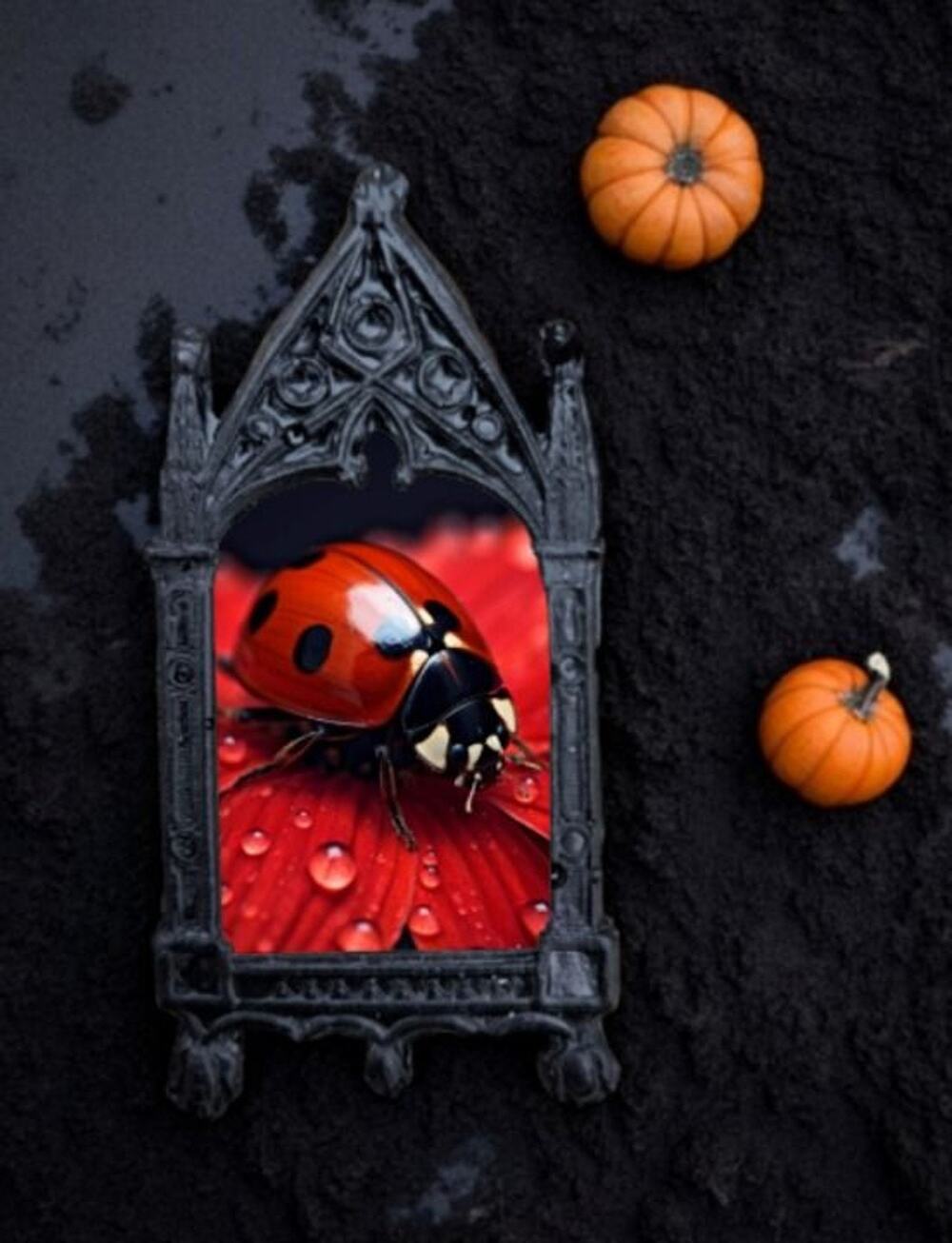 Ladybug Fridge Magnet - Bug Home Decor